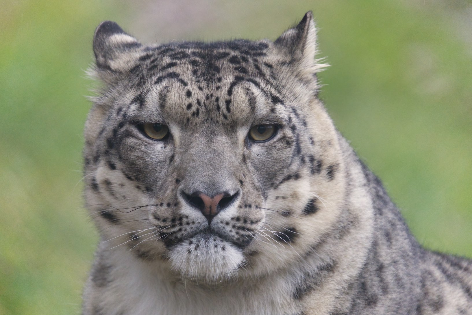 Snow Leopard 2 0102